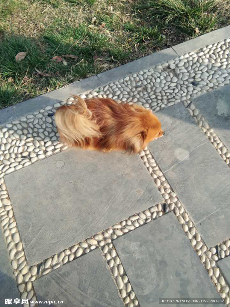狗