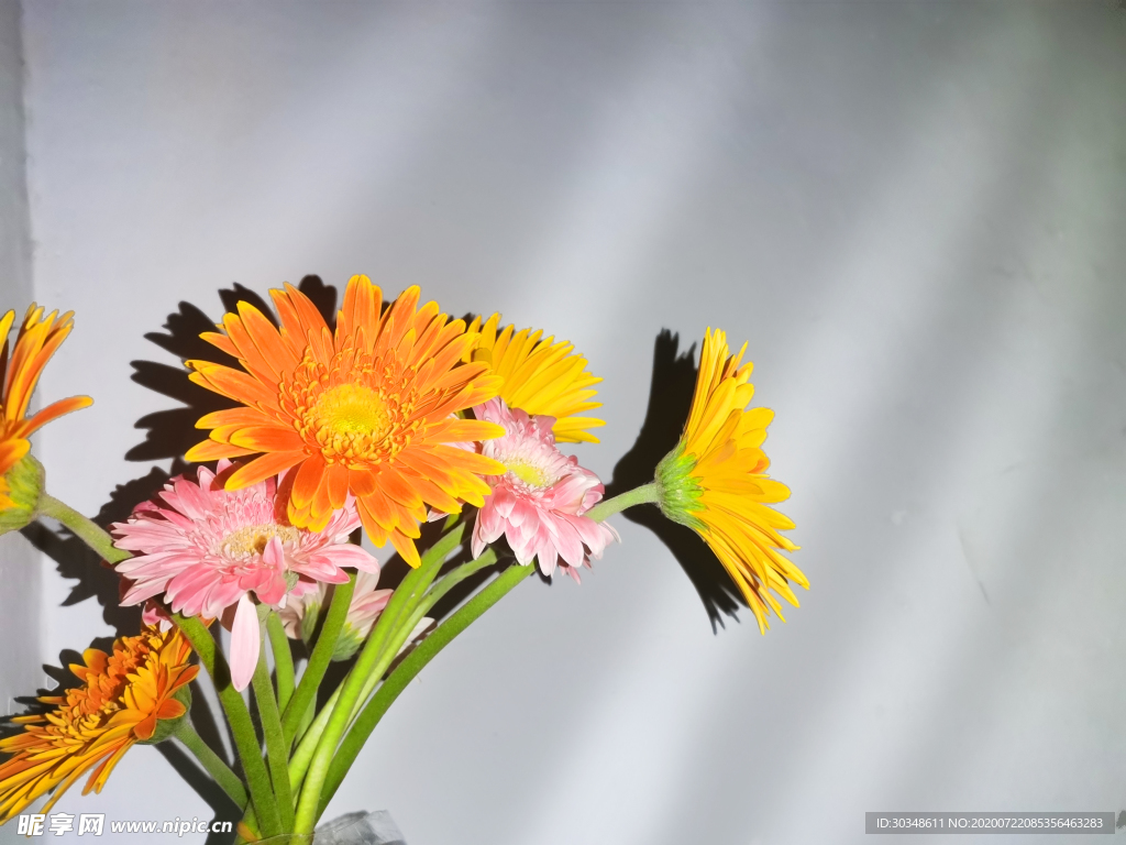 插花小黃花