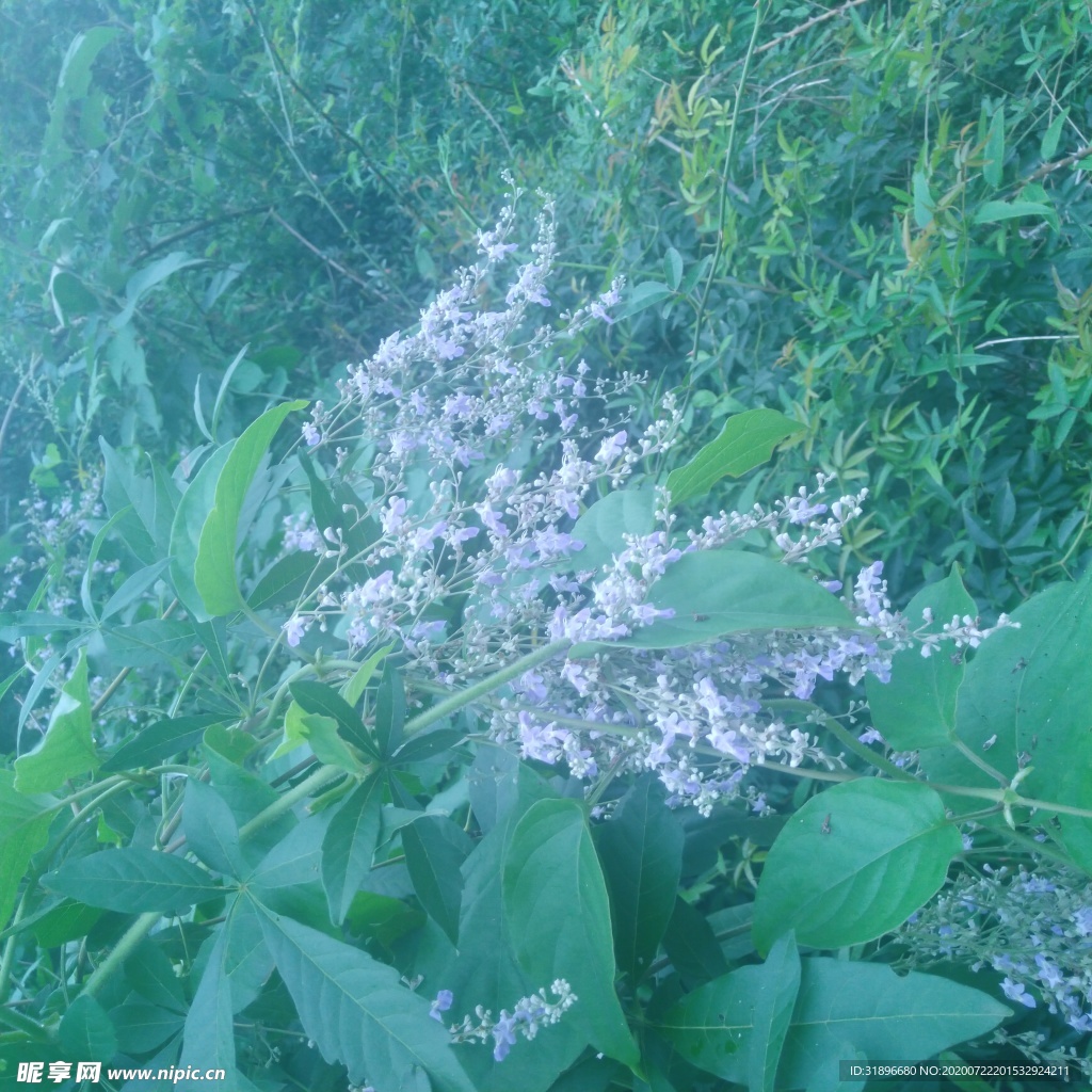 野花