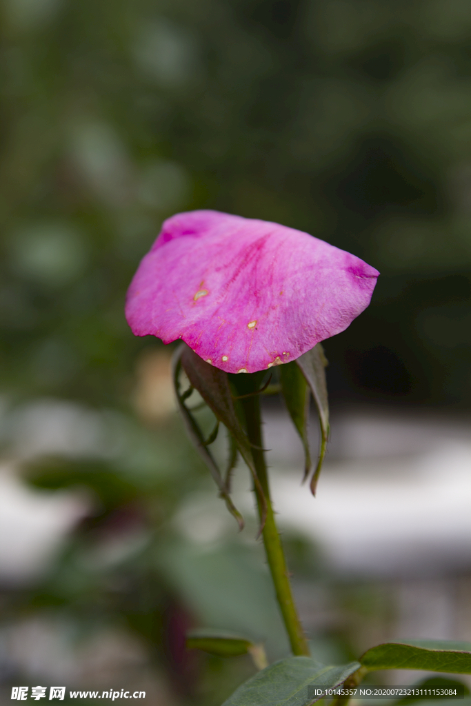 月季花瓣