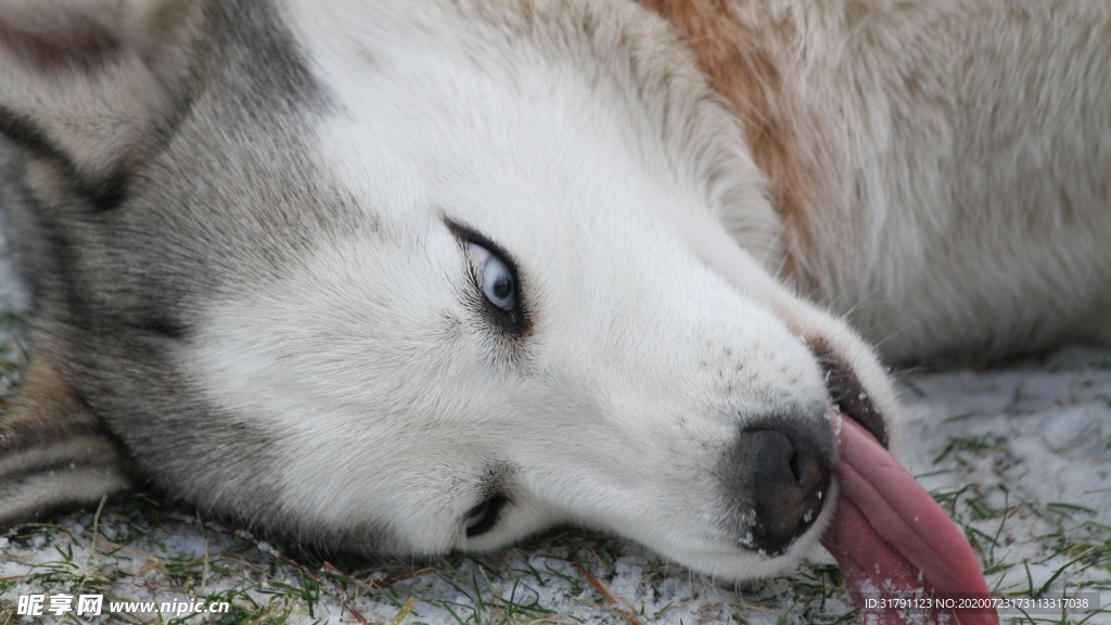 狗