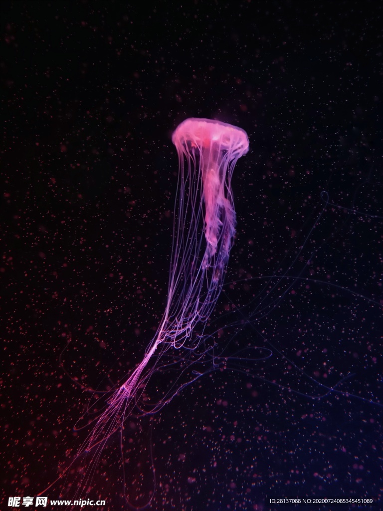 水母 海洋生物