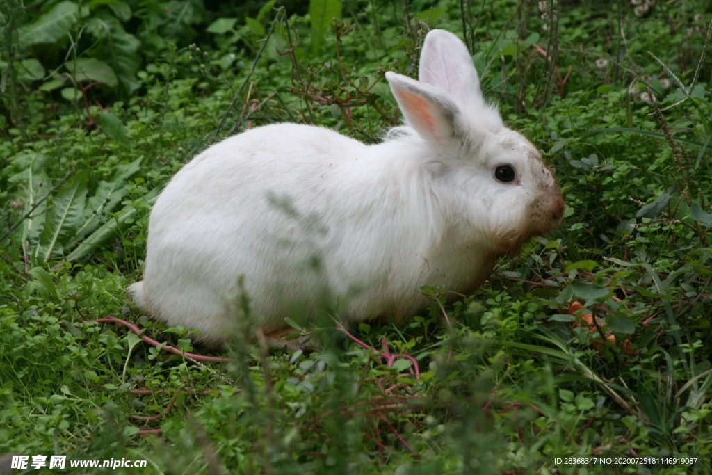 白兔