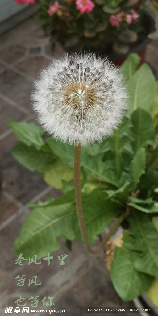 春風十里