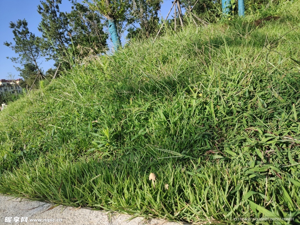 夏天的草地