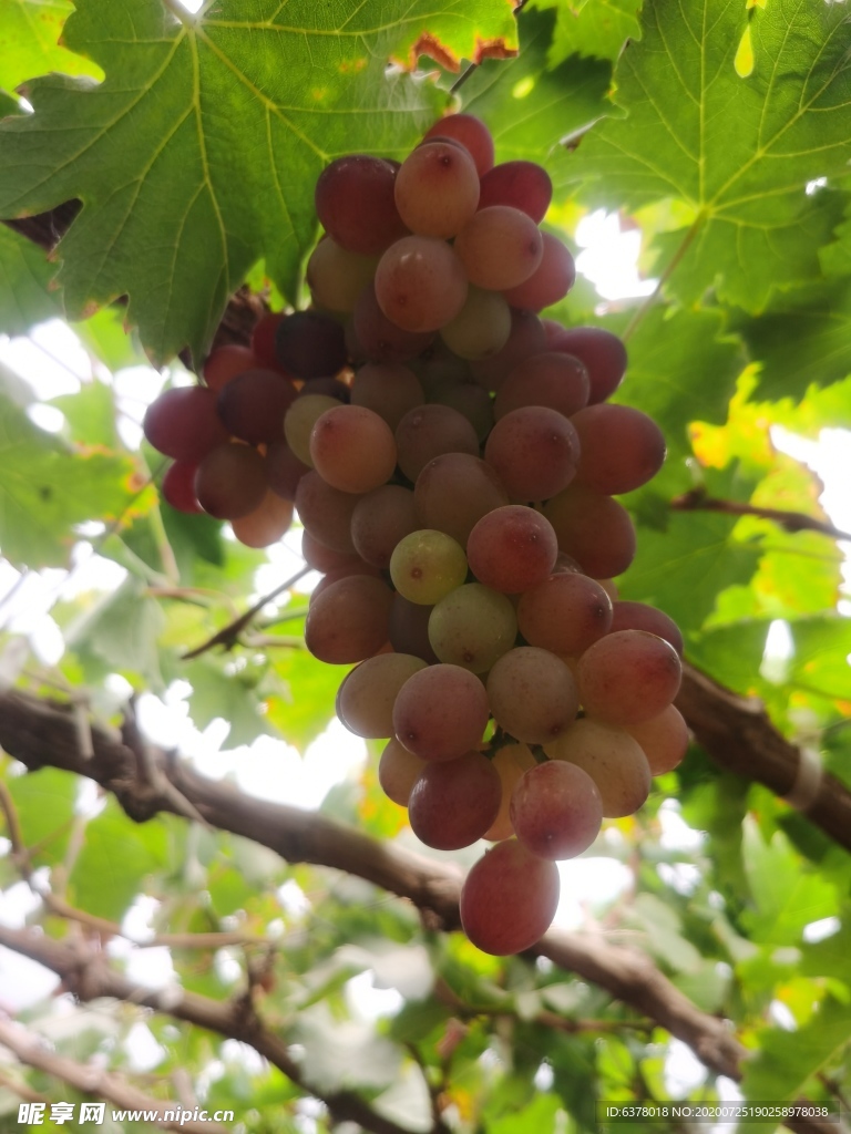 葡萄 水果 鲜果 采摘 果树