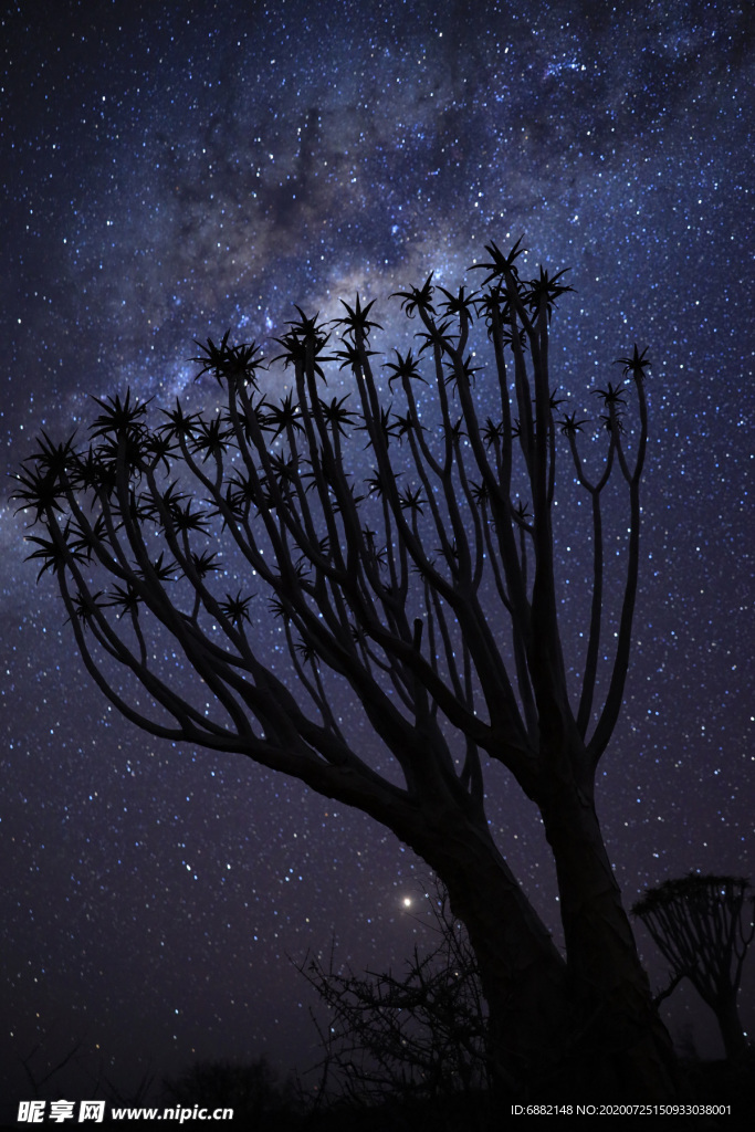 星空下的大樹蘆薈
