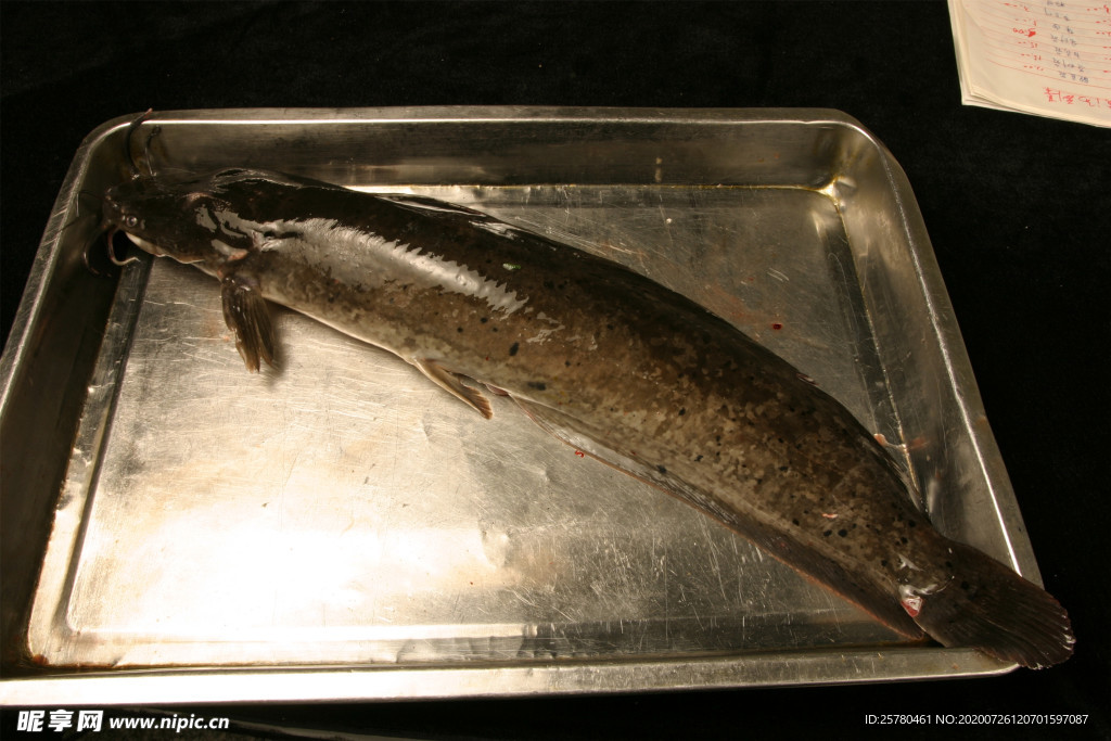 鯰魚