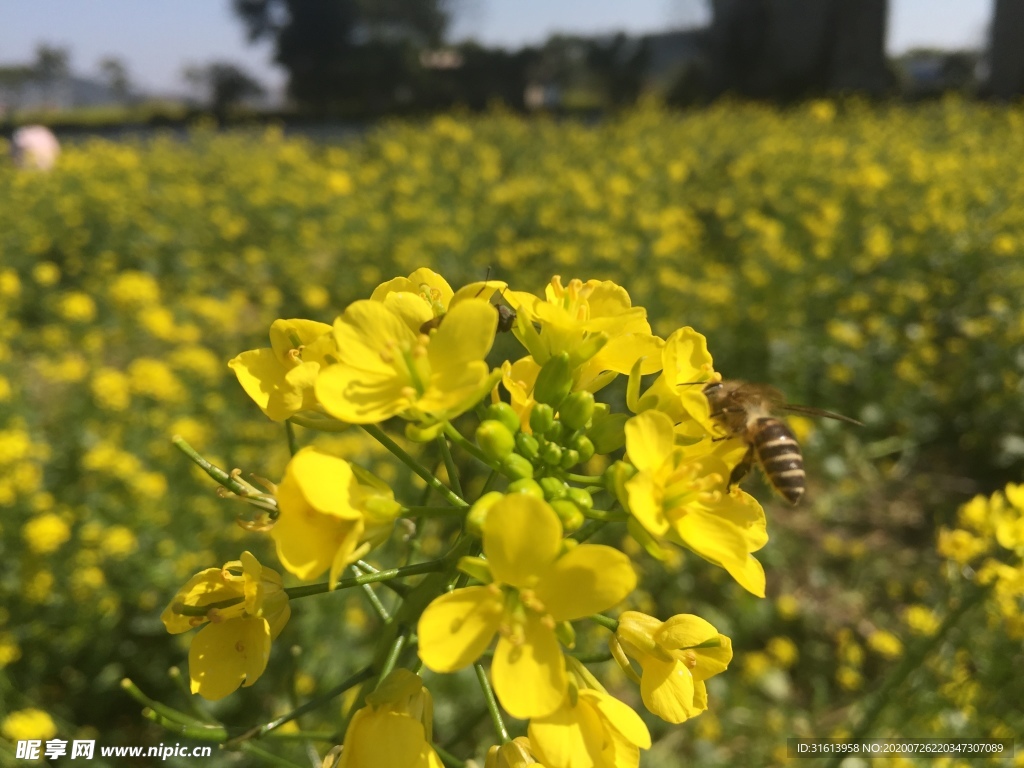 油菜花特写