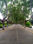 林蔭小路