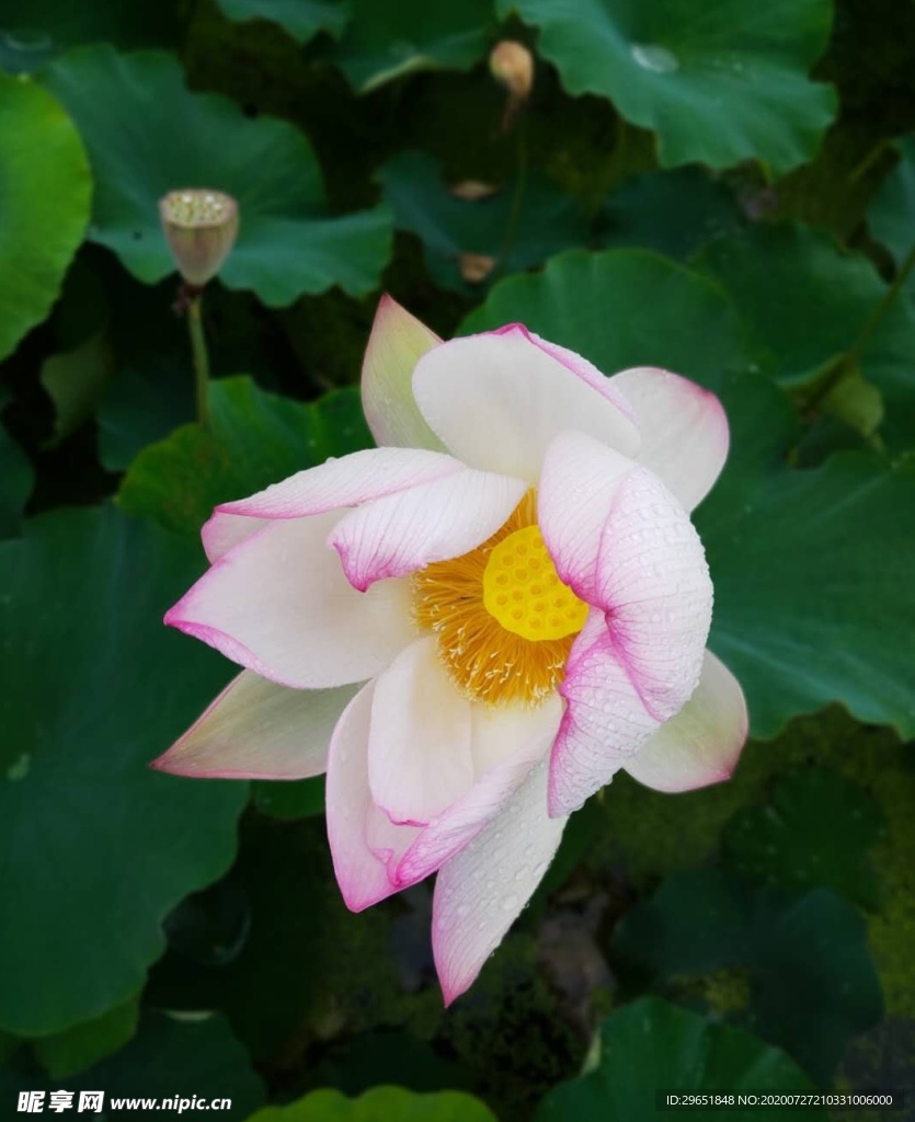 荷花