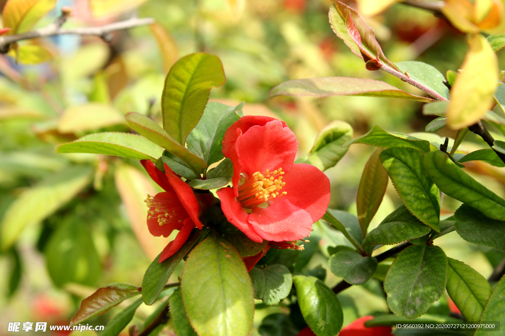 紅花