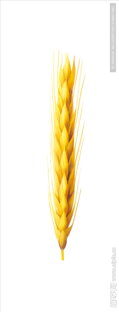 麥穗