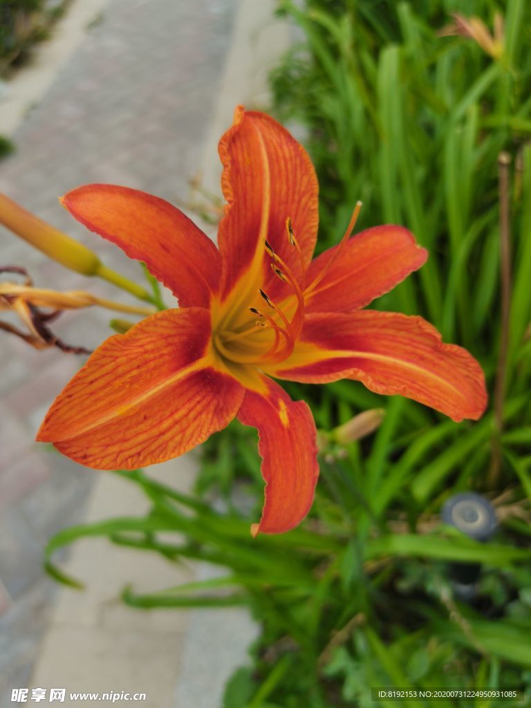 黃菜花