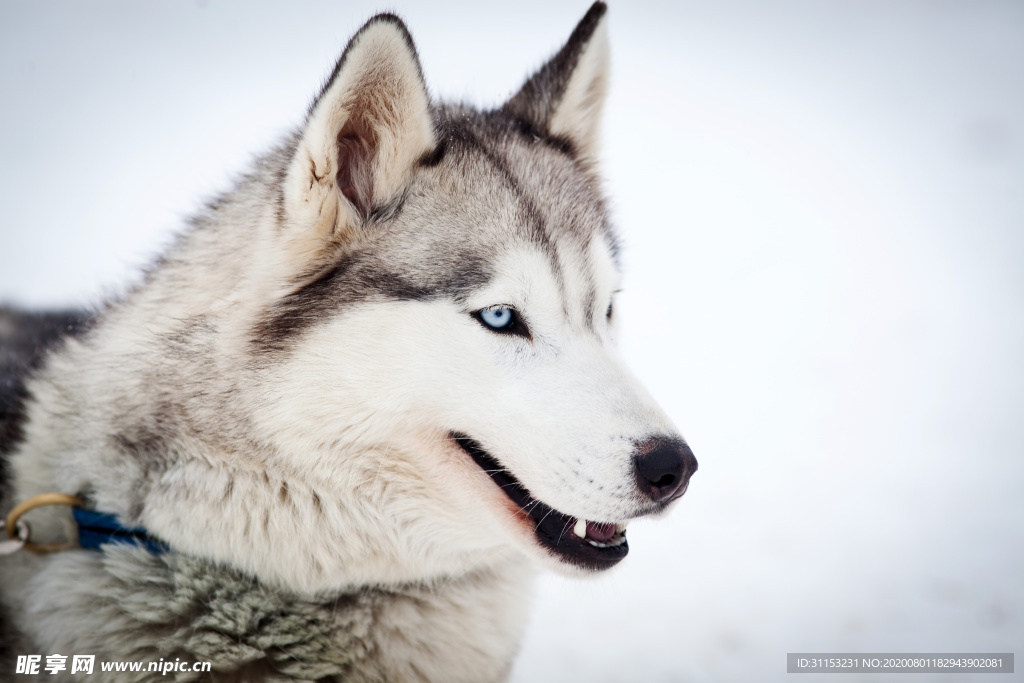 雪橇犬