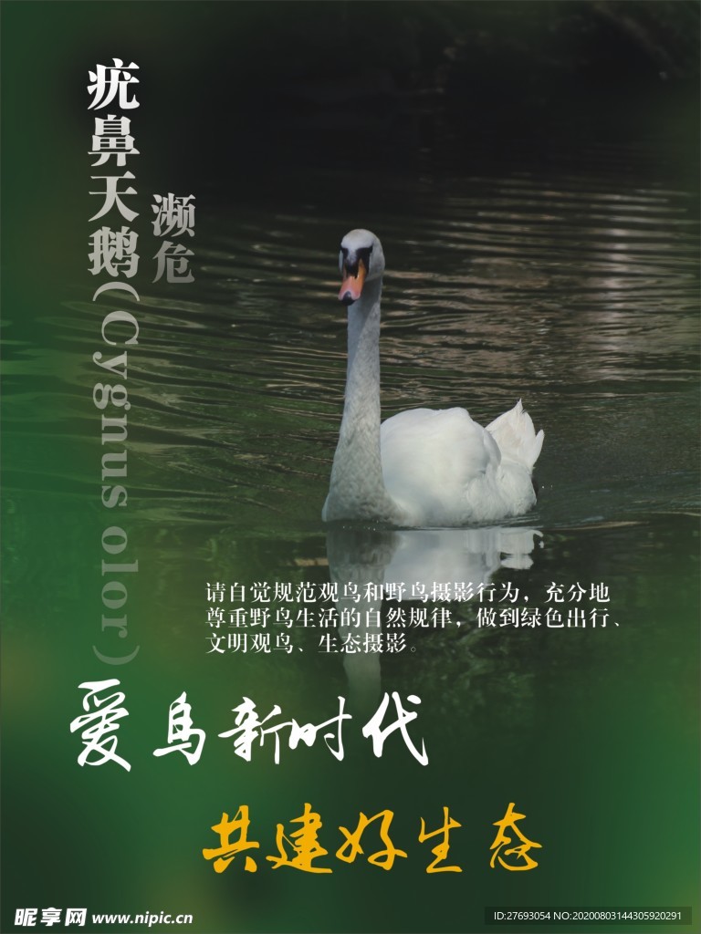 愛鳥新時(shí)代 疣鼻天鵝