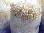 金针菇 蘑菇 平菇 瓶装 金福