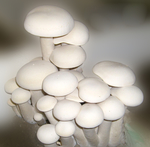 金针菇 蘑菇 平菇 瓶装 金福