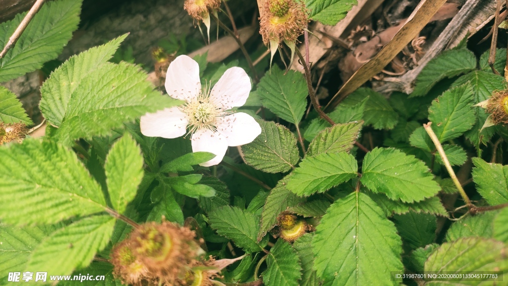 植物 花草