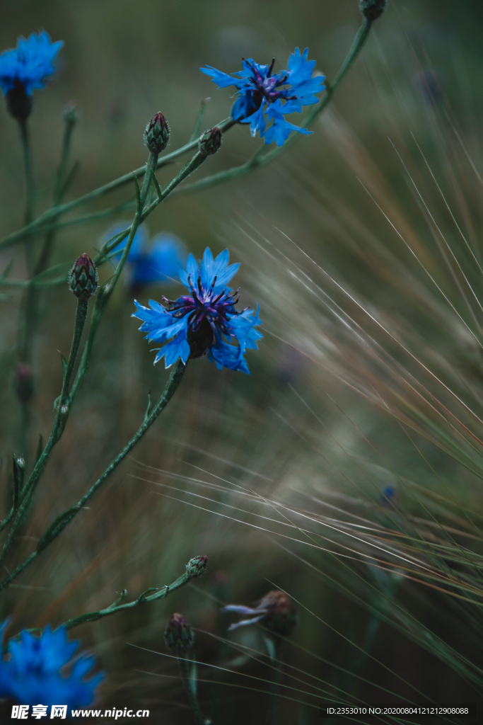小藍花草