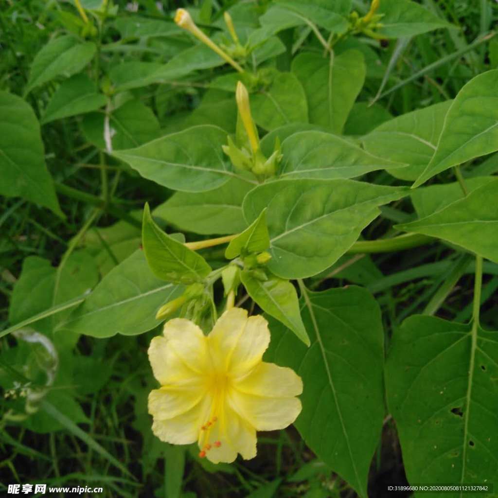 花