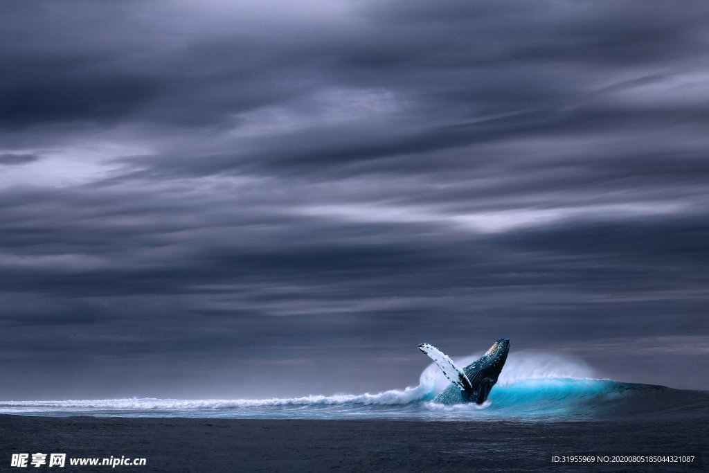 海洋 蓝鲸 图片