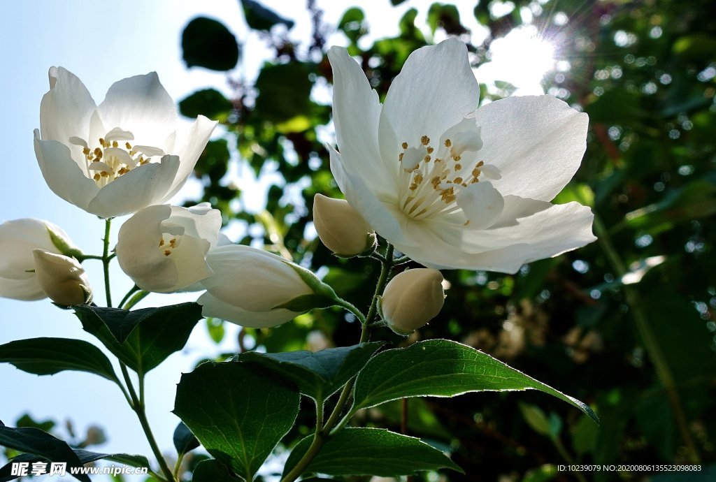 茉莉花