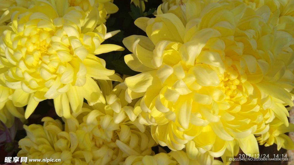 菊花原創(chuàng)圖片