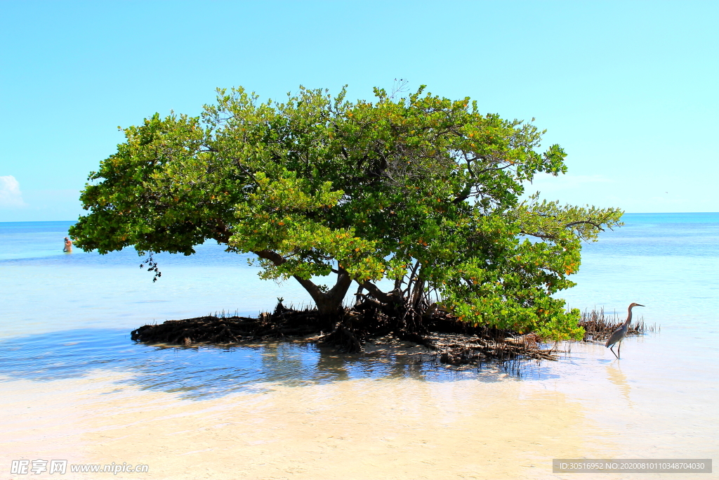 湖景 江景 樹林 天空 湖水