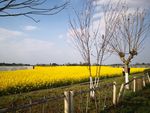油菜花