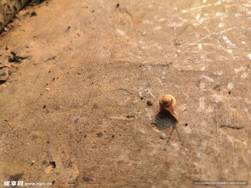 黃昏下的蝸牛