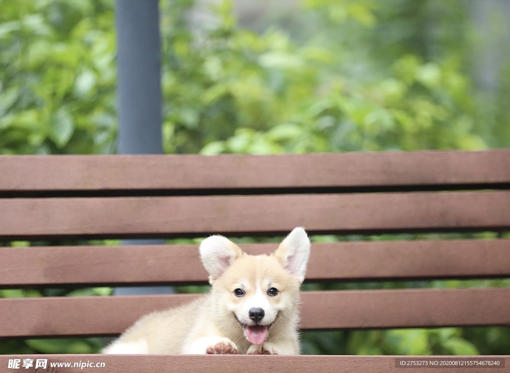 柯基犬