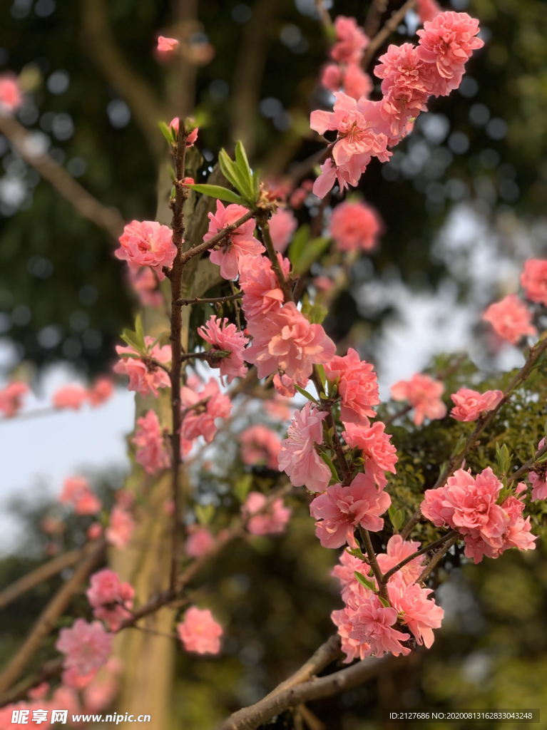 一颗开满树的花