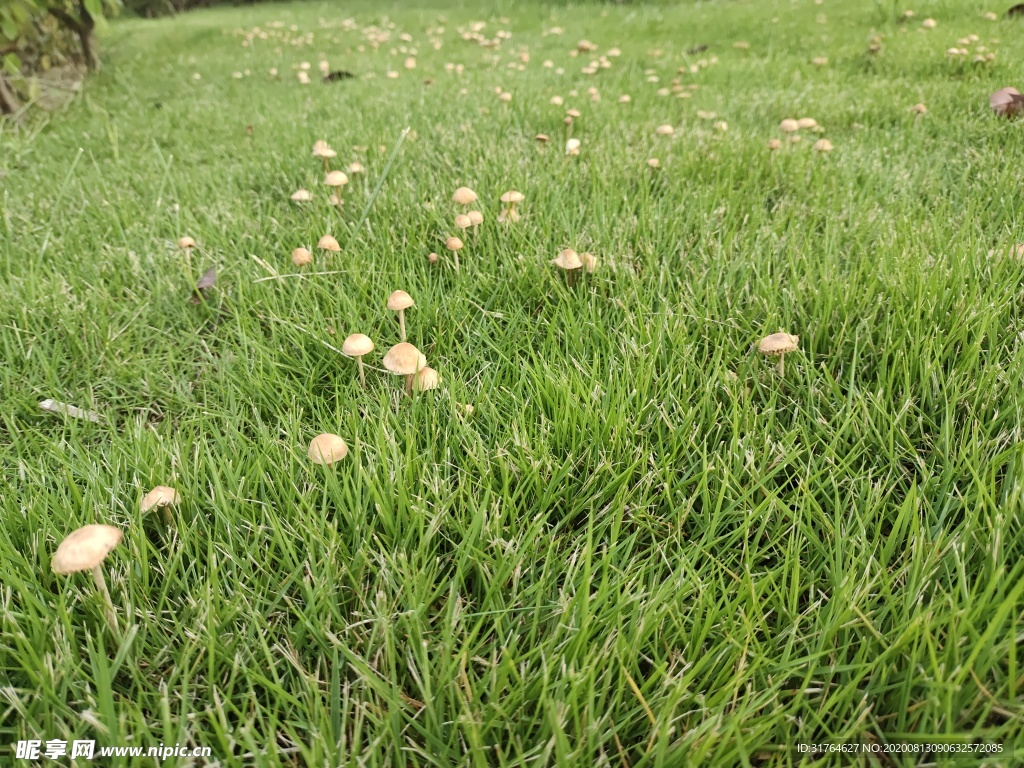 雨后草地的大片蘑菇