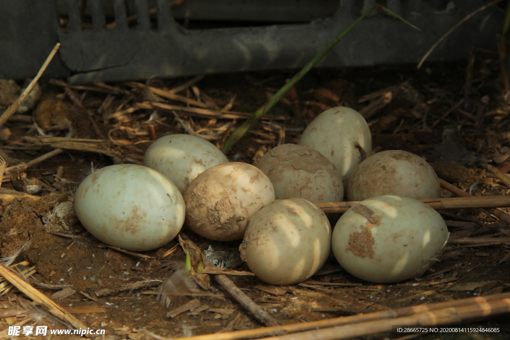 江苏响水海鸭蛋原生态放养海鸭蛋