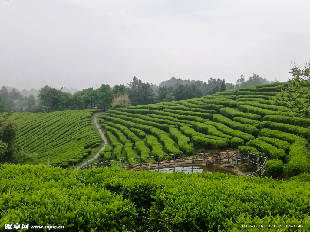 茶葉