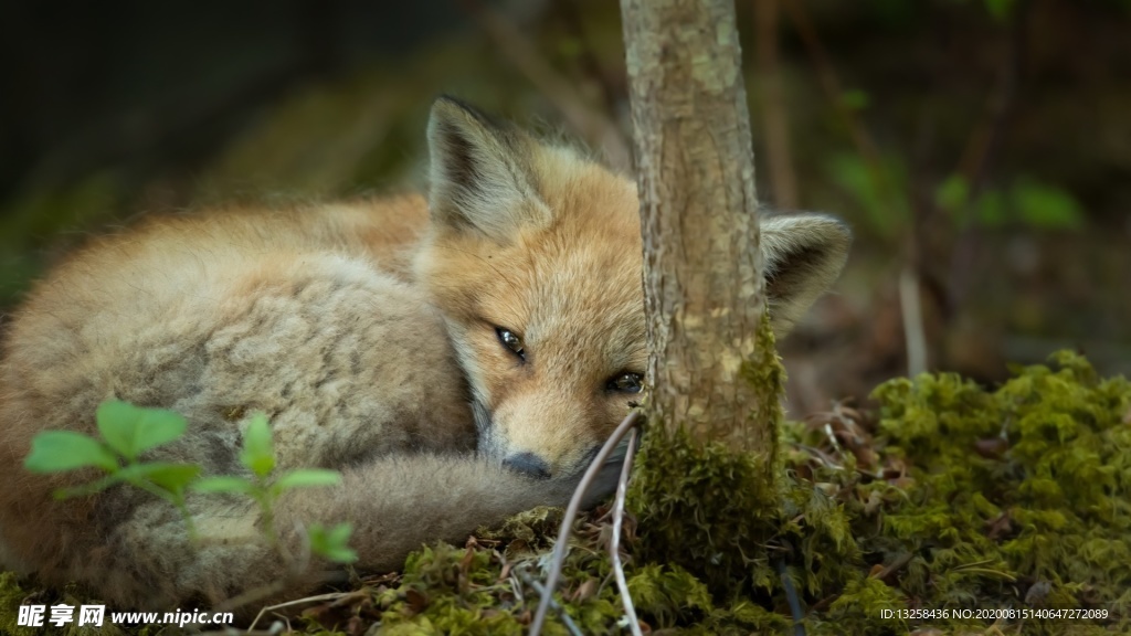 野生動物狐貍野獸背景