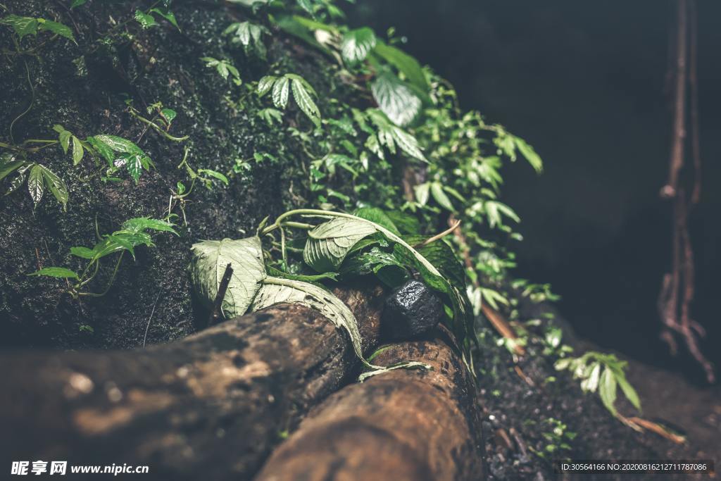 樹木綠植森林自然背景素材