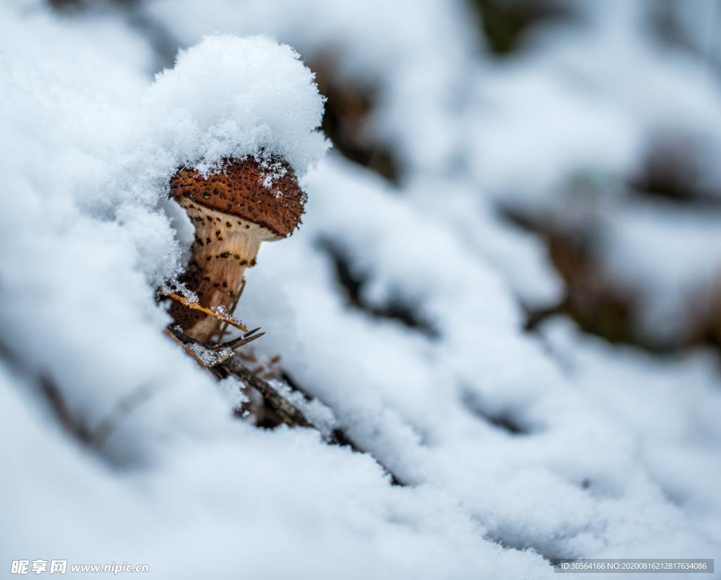白雪蘑菇冬季自然生態(tài)背景素材