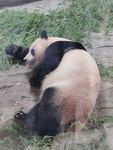 手机拍摄熊猫
