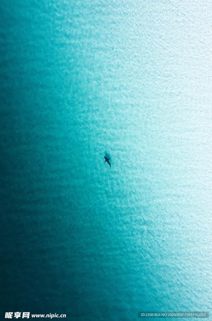 湛藍大海里的魚
