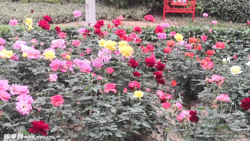 刺玫花素材