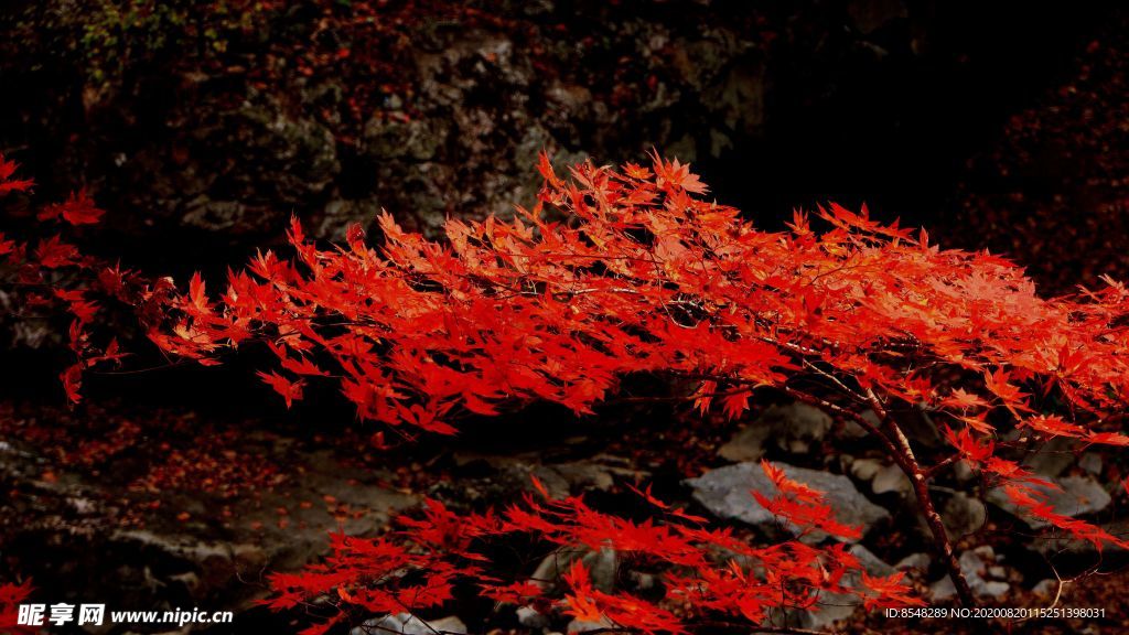 撫順山區(qū)風(fēng)光紅楓葉