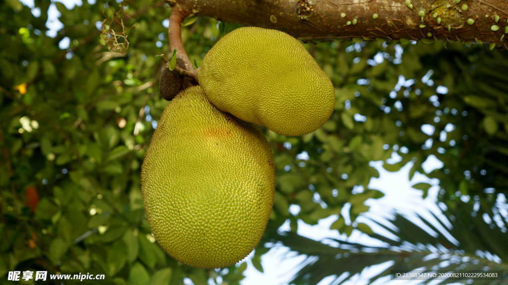 菠蘿密
