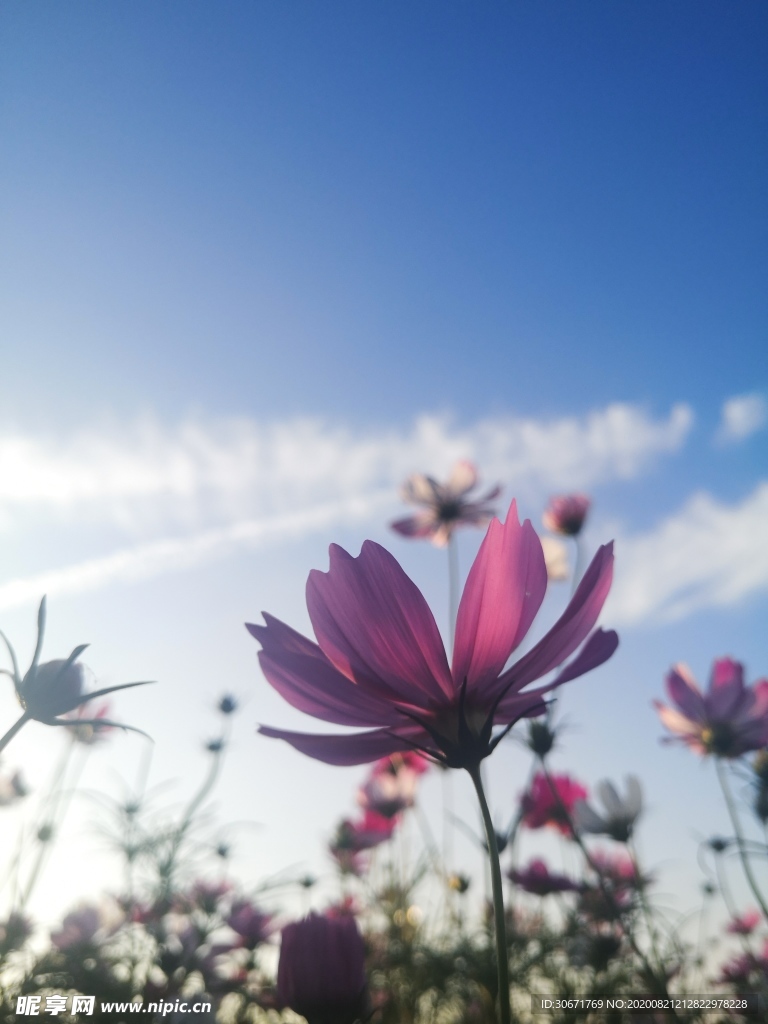 花開