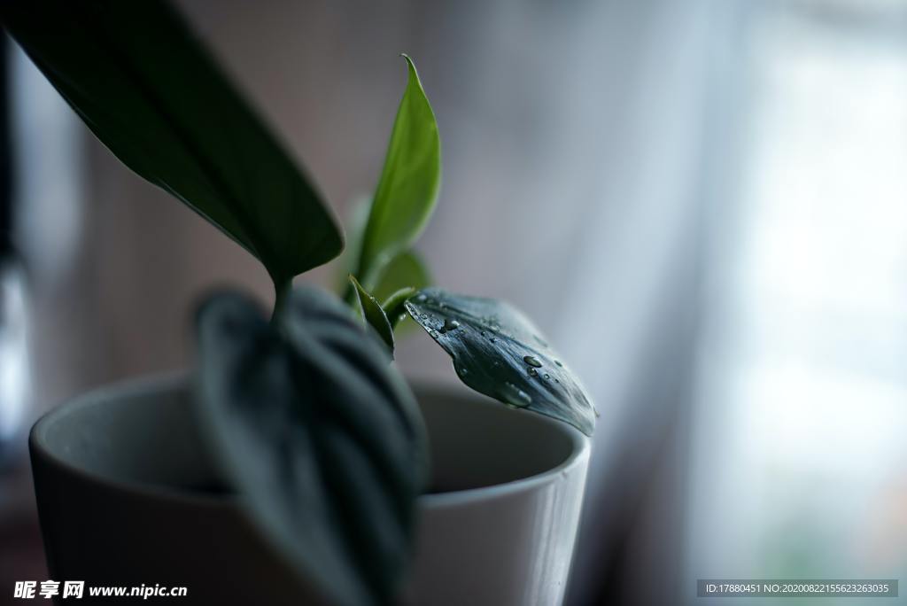 綠色植物盆栽