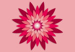 红粉色花朵壁纸