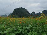 花圃