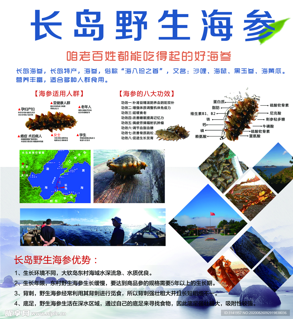 長島野生海參