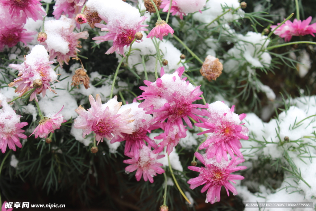 雪花  云南